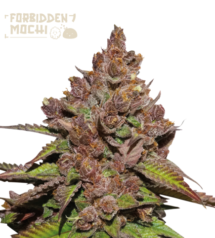 Superior Forbidden Mochi Fast Version (SeedStockers Seeds) Cannabis Seeds