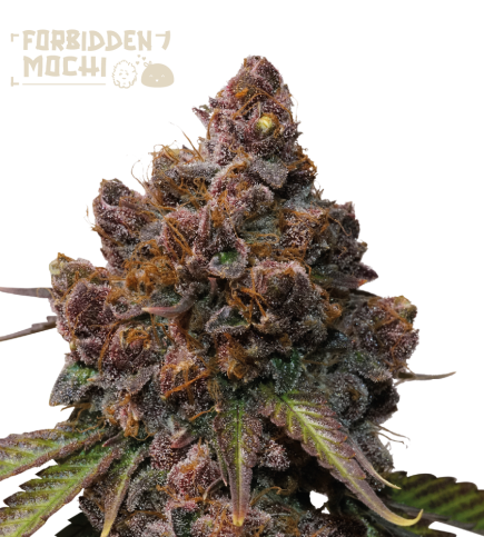 Superior Forbidden Mochi (SeedStockers Seeds) Cannabis Seeds