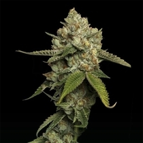 Kosher Prophet (DNA Genetics Seeds) Cannabis Seeds