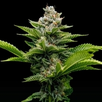 Challah Cake (DNA Genetics Seeds) Cannabis Seeds
