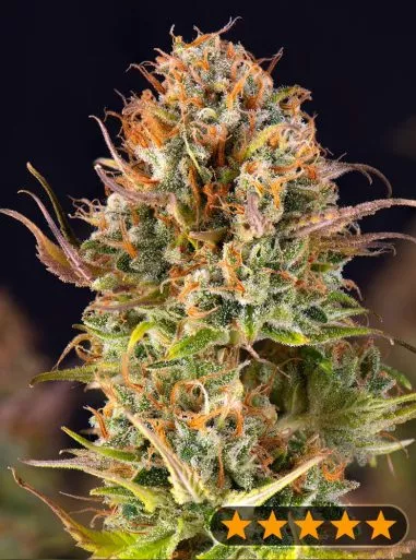 5Star Auto Orange Bud (PowerStrains) Cannabis Seeds