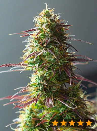 5Star Auto Strawberry Haze (PowerStrains) Cannabis Seeds