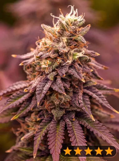 5Star Berry Moonrocks XL (PowerStrains) Cannabis Seeds
