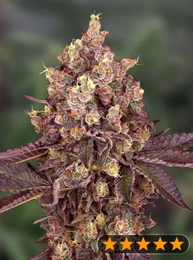 5Star Cherry Pie Auto (PowerStrains) Cannabis Seeds