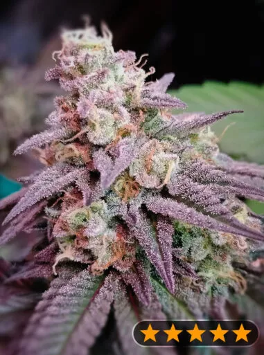 5Star Pink Runtz Auto (PowerStrains) Cannabis Seeds
