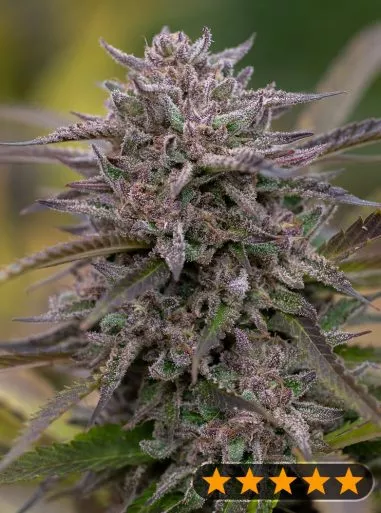 5Star Pink Runtz (PowerStrains) Cannabis Seeds
