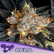 Aura (Anesia Seeds) Cannabis Seeds