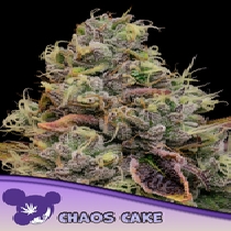 Chaos Cake (Anesia Seeds) Cannabis Seeds