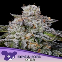 Chaos Cake Auto (Anesia Seeds) Cannabis Seeds
