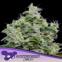 Dankberry Auto (Anesia Seeds) Cannabis Seeds