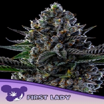 First Lady (Anesia Seeds) Cannabis Seeds