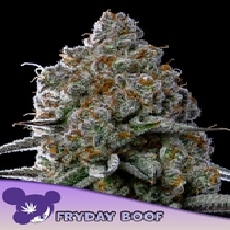 Fryday Boof (Anesia Seeds) Cannabis Seeds