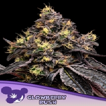 Glowberry Rush (Anesia Seeds) Cannabis Seeds