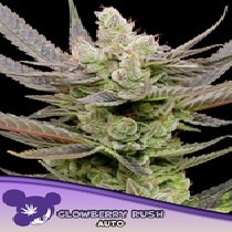 Glowberry Rush Auto (Anesia Seeds) Cannabis Seeds