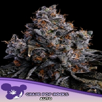 Grape Pop Rocks Auto (Anesia Seeds) Cannabis Seeds