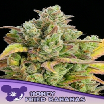 Honey Fried Bananas (Anesia Seeds) Cannabis Seeds