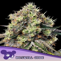 Roswell Code (Anesia Seeds) Cannabis Seeds