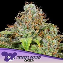 Sticky Boof Auto  (Anesia Seeds) Cannabis Seeds