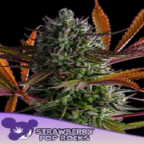 Strawberry Pop Rocks (Anesia Seeds) Cannabis Seeds