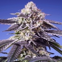 Permanent Jealousy XL Auto (Sweet Seeds) Cannabis Seeds