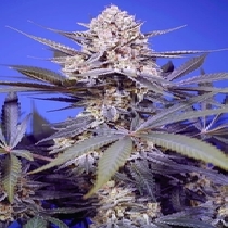 Pineapple Slush XL Auto (Sweet Seeds) Cannabis Seeds
