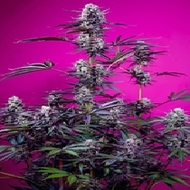 Studio 54 Stardust Auto (Sweet Seeds) Cannabis Seeds