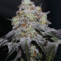 Off Shore (Grounded Genetics) Cannabis Seeds