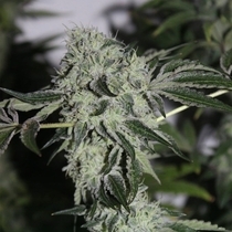 Tropical Sour (Grounded Genetics) Cannabis Seeds