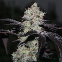 Zwisher (Grounded Genetics) Cannabis Seeds