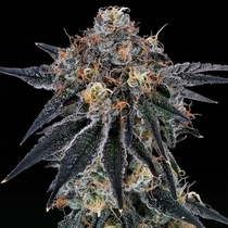 Blue Fumez (Grounded Genetics) Cannabis Seeds