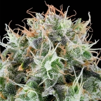 Apple Drops (Grounded Genetics) Cannabis Seeds