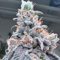 Swoosh (Grounded Genetics) Cannabis Seeds