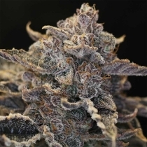 Pocket Sand Auto (Night Owl Seeds) Cannabis Seeds