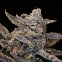 Disappearing Act V2 Auto (Night Owl Seeds) Cannabis Seeds