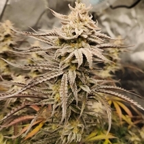 Queens Banner Auto (Night Owl Seeds) Cannabis Seeds