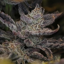 Swamp Magic Auto (Night Owl Seeds) Cannabis Seeds