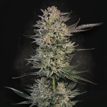 Candy Breath Feminized (Paradise Seeds) Cannabis Seeds