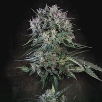 Doppler (Paradise Seeds) Cannabis Seeds