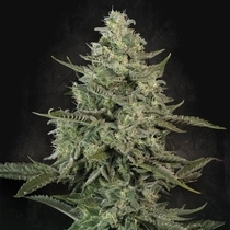 Mendo Crème (Paradise Seeds) Cannabis Seeds