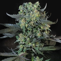 Momo (Paradise Seeds) Cannabis Seeds