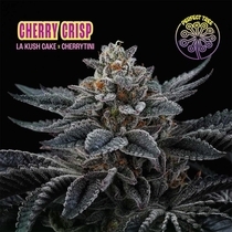Cherry Crisp (Perfect tree seeds) Cannabis Seeds