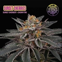 Sunset Cherries (Perfect tree seeds) Cannabis Seeds