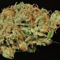 Ghost Train Haze 9 Regular  (Rare Dankness Seeds) Cannabis Seeds