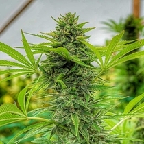 Clementine Slush (Cali Connection Seeds) Cannabis Seeds