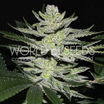 Chocolate Thai OG (World of Seeds) Cannabis Seeds