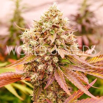 Burger Kush Early Version (World of Seeds) Cannabis Seeds