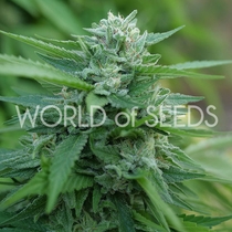 Mongolian THC Free (World of Seeds) Cannabis Seeds