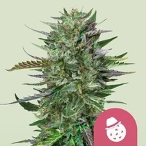Do-Si-Dos (Royal Queen Seeds) Cannabis Seeds