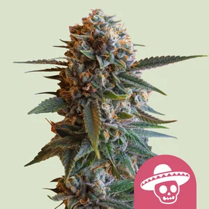 Mexican Rush (Royal Queen Seeds) Cannabis Seeds