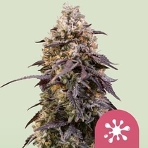 Sticky Queen (Royal Queen Seeds) Cannabis Seeds